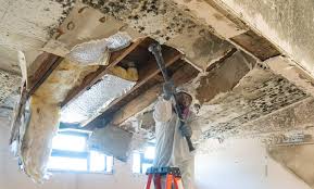 Best Emergency Mold Remediation  in Minden, LA